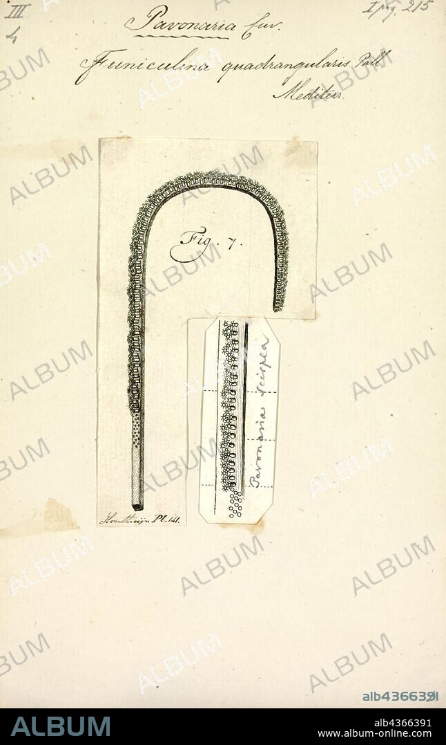 Funiculina quadrangularis, Print, Funiculina quadrangularis is an uncommon species of sea pen within the Family Funiculinidae. It forms habitat for several key crustation species.