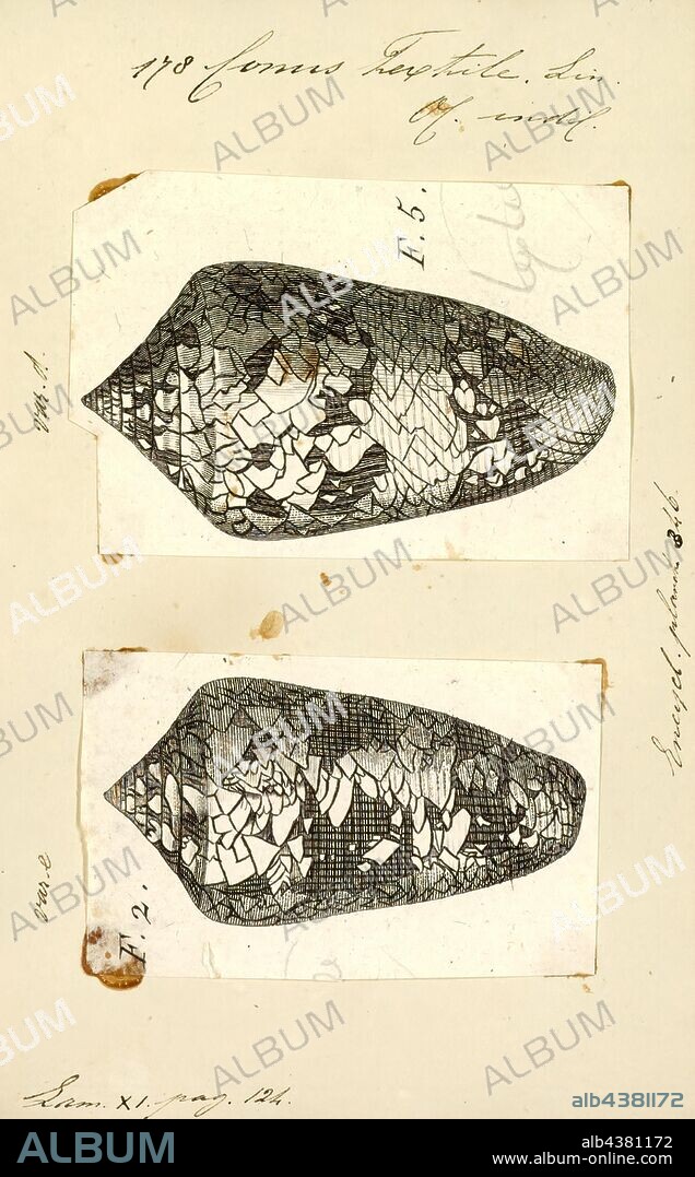 Conus textile, Print, Conus textile, common name the textile cone or the cloth of gold cone is a venomous species of sea snail, a marine gastropod mollusk in the family Conidae, the cone snails, cone shells or cones.