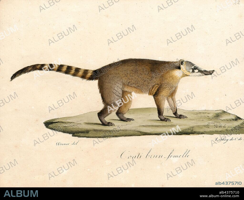 Nasua narica, Print, The white-nosed coati (Nasua narica), also known as the coatimundi, is a species of coati and a member of the family Procyonidae (raccoons and their relatives). Local Spanish names for the species include pizote, antoon, and tejón, depending upon the region. It weighs about 4–6 kg (8.8–13.2 lb). However, males are much larger than females: small females can weigh as little as 2.5 kg (5.5 lb), while large males can weigh as much as 12.2 kg (27 lb). On average, the nose-to-tail length of the species is about 110 cm (3.6 ft) with about half of that being the tail length., 1700-1880.
