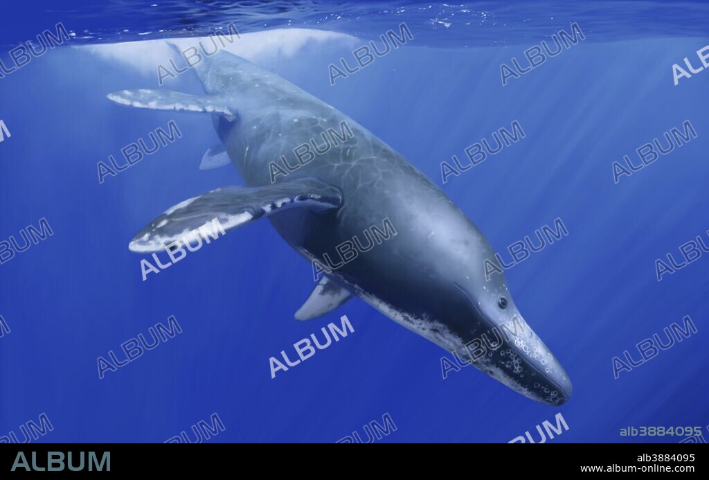 Kronosaurus queenslandicus dives into the ocean depths.