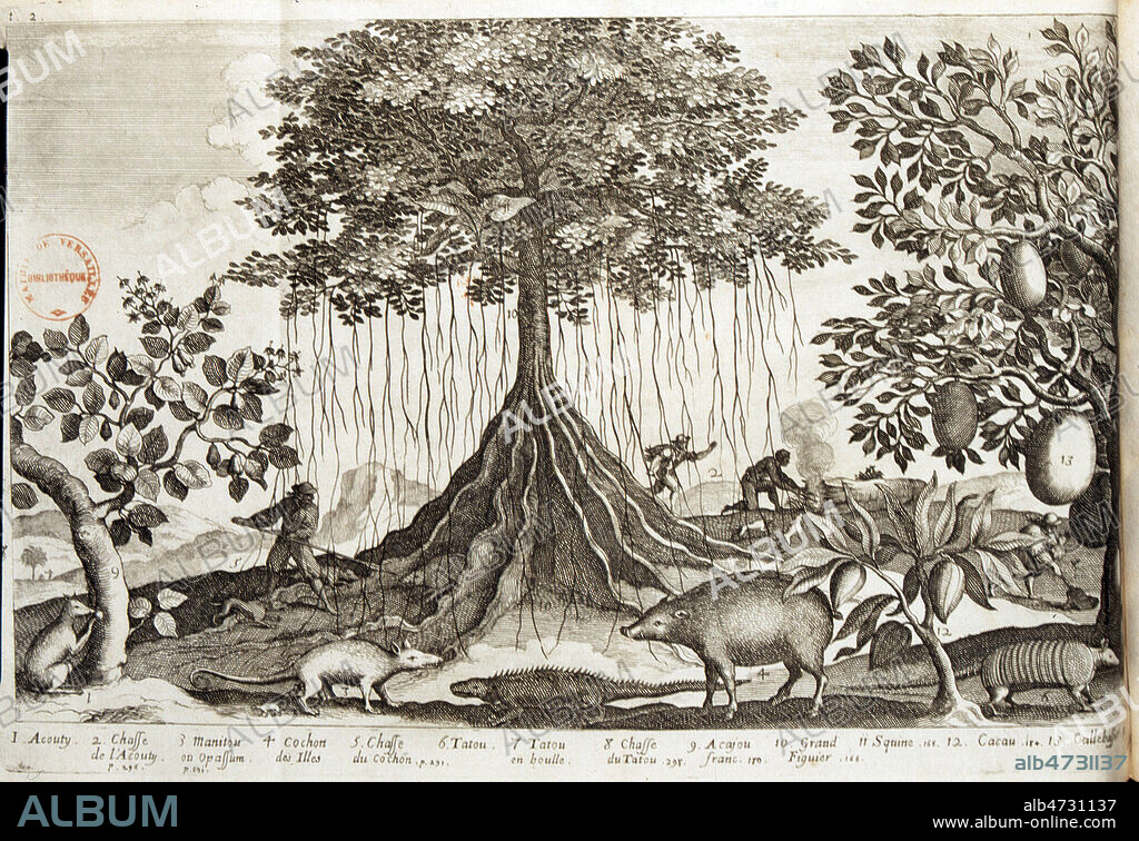 'T.2-HT p.289- Divers animaux des Antilles' Tatou, cochon sauvage et Opossum,et divers arbres, Figuier Cacao, Acajou, Calebasse, Gravure extraite de l'ouvrage 'Histoire generale des Antilles habitees par les Francais' par Jean-Baptiste DU TERTRE (1610-1687) publie en 1667 (XVIIeme s., 17eme s., 17e s.) Credit Jean Vigne/KHARBINE-TAPABOR.