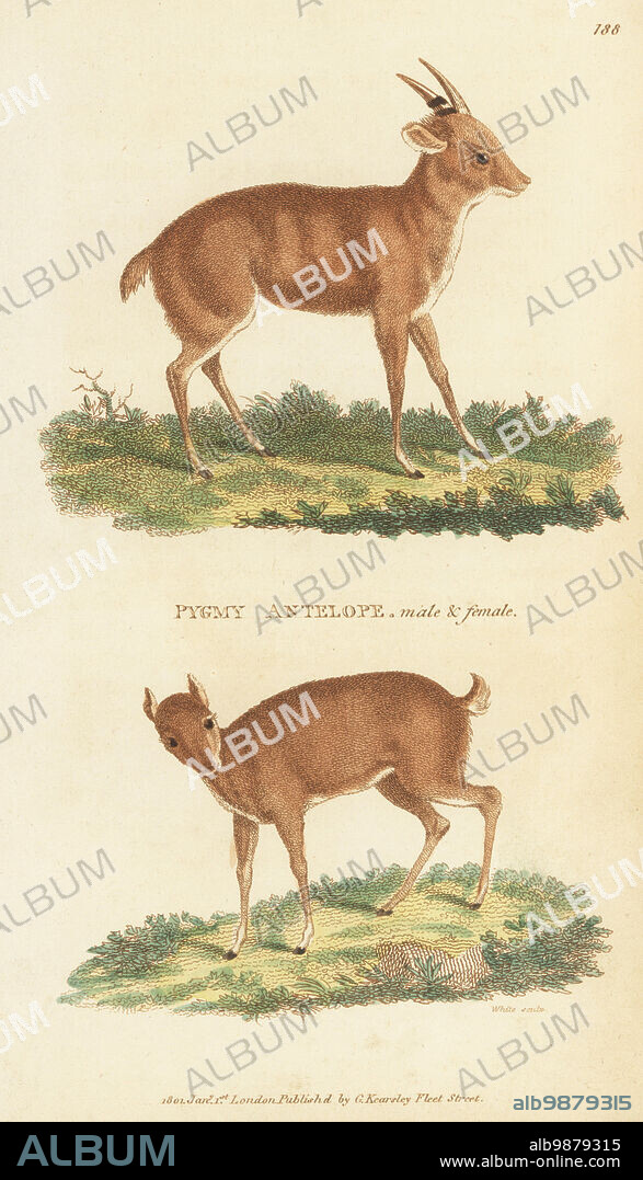 Royal antelope, Neotragus pygmaeus, male and female. Pygmy antelope, Antilope pygmaea. Handcoloured copperplate engraving by White from George Shaws General Zoology: Mammalia, Thomas Davison, London, 1801.
