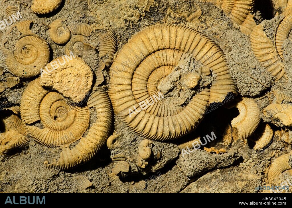 Ammonite Dactylioceras Fossils