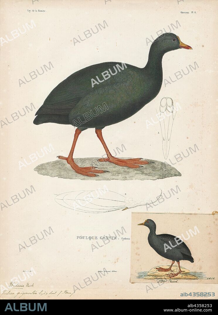 Fulica gigantea, Print, The giant coot (Fulica gigantea) is a species of coot from South America. It is found at lakes in the altiplano from central Peru, through western Bolivia, to north-eastern Chile and extreme north-western Argentina., 1841-1852.