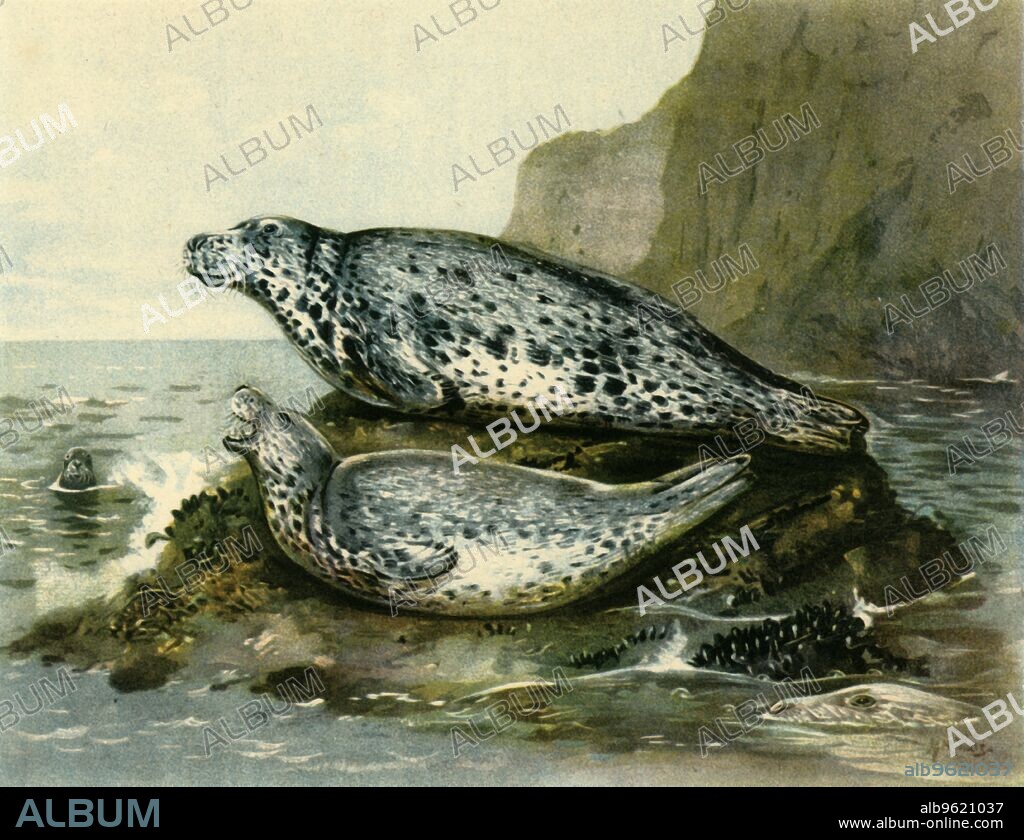 'Grey Seal', c1905, (1943). From "Mammals of Great Britain and Ireland" by John Guille Millais. [1904-1906]. Published in "Wildlife of Britain', by F. Fraser Darling. [Collins, London, 1943].