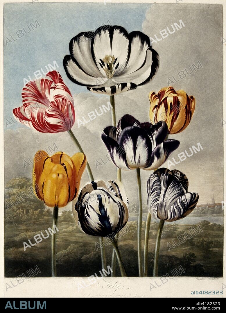 'Tulips', 1798. Series of botanical illustrations in Dr. Robert John Thornton's Temple of Flora with flowers shown against brooding romantic backgrounds. Originally cultivated in the Ottoman Empire (present-day Turkey), tulips were imported into Holland in the sixteenth century. In the mid-seventeenth century, tulips were so popular that they created the first economic bubble, known as "Tulip Mania" (tulipomania).