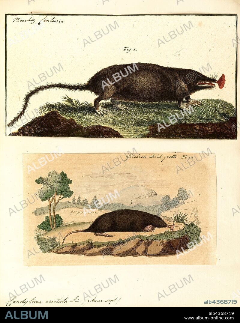 Condylura cristata, Print, The star-nosed mole (Condylura cristata) is a small mole found in wet low areas in the northern parts of North America. It is the only member of the tribe Condylurini and the genus Condylura., 1700-1880.