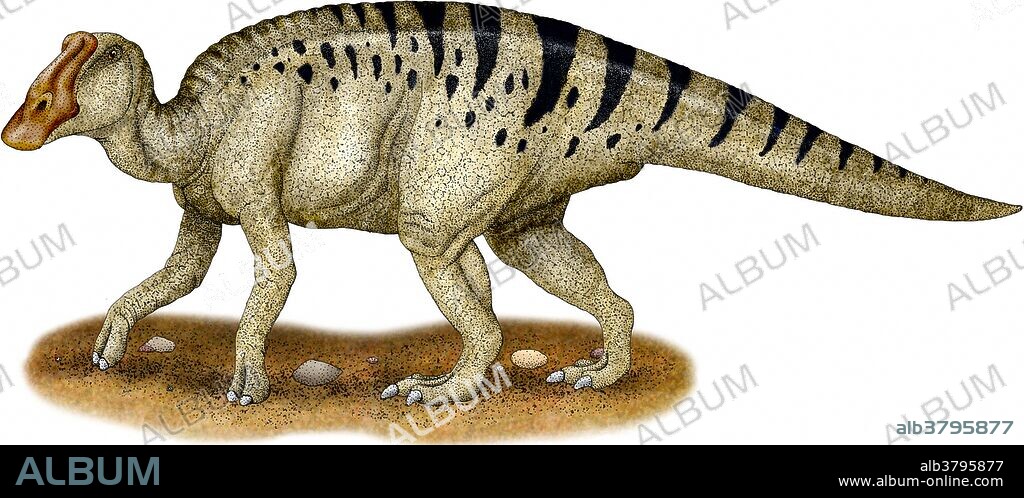 Duck-billed dinosaur, Maiasaura peeblesorum.