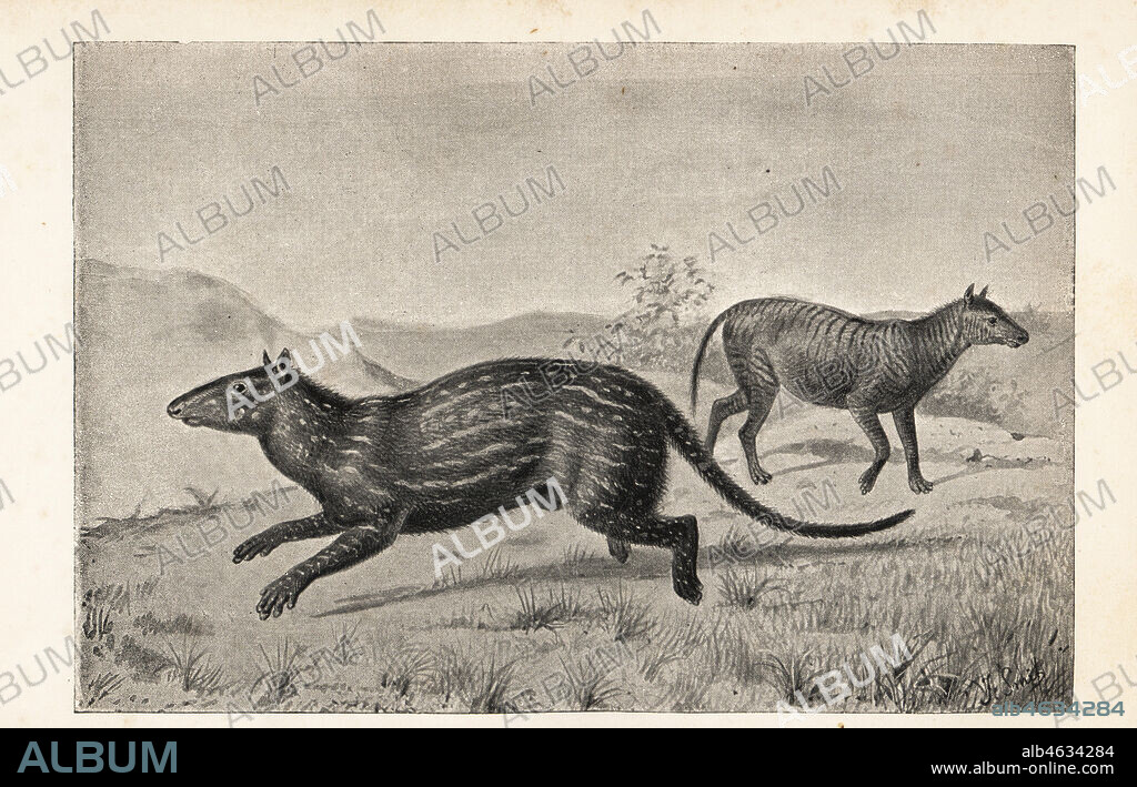 Reconstruction of Phenacodus primaevus and Hyracotherium leporinum, ancestors of the horse, Eocene period. Print after an illustration by Joseph Smit from Henry Neville Hutchinsons Creatures of Other Days, Popular Studies in Palaeontology, Chapman and Hall, London, 1896.