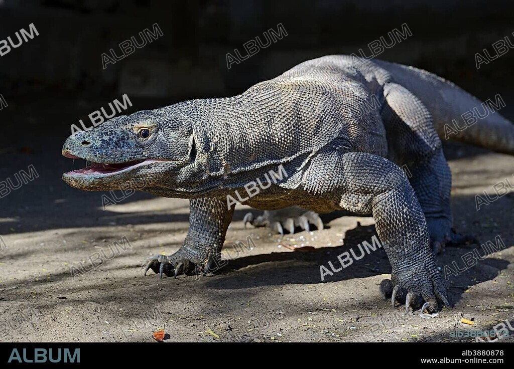 Komodo Dragon (Varanus komodoensis), Rinca Island, Komodo National Park, Indonesia, Asia.