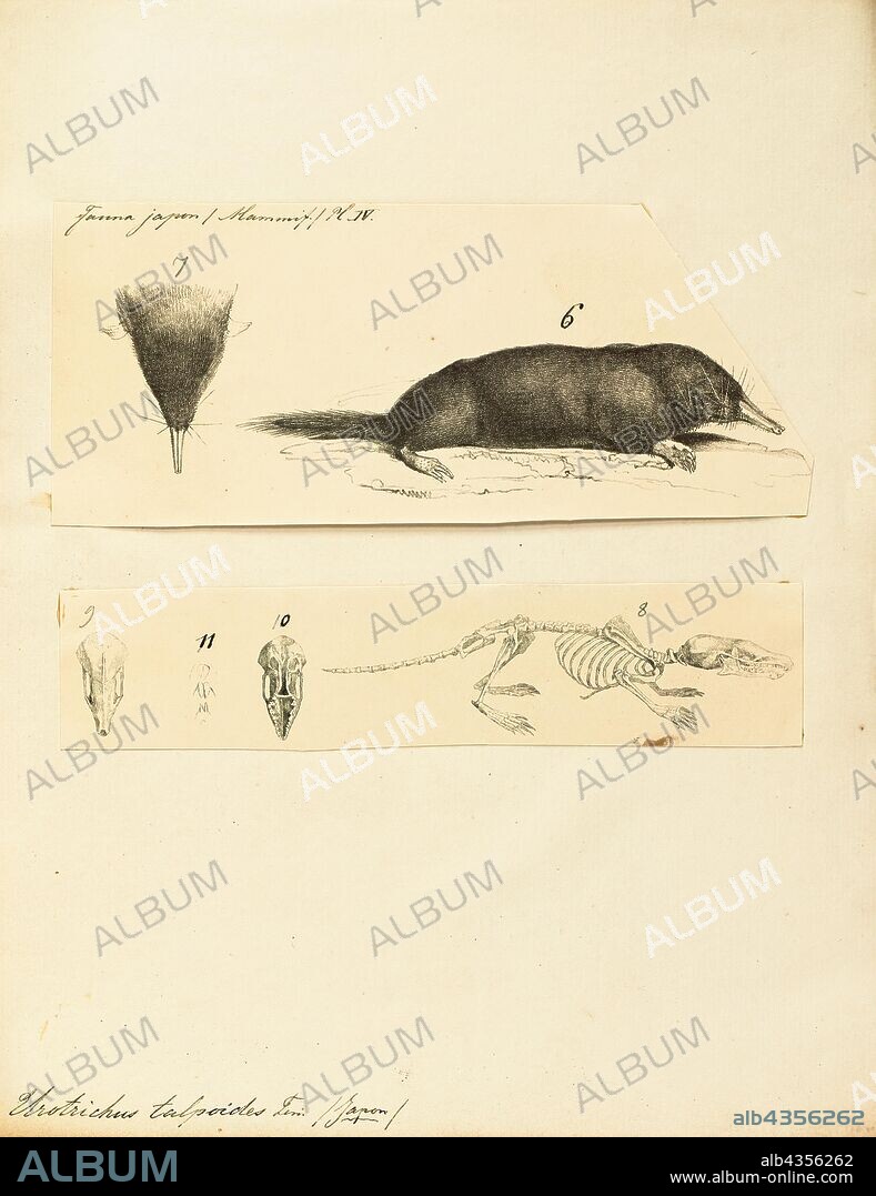 Urotrichus talpoides, Print, The Japanese shrew mole or himizu (???) (Urotrichus talpoides) is a species of mammal in the family Talpidae. It is endemic to Japan and is found on Honshu, Shikoku, Kyushu, Awaji Island, Shodo Island, Oki Islands, Tsushima Island, Goto Islands, Mishima Island (Yamaguchi Prefecture), and Awashima Island (Niigata Prefecture), but is absent from Hokkaido, which is north of Blakiston's Line. It is one of three Urotrichini and it is the only species in the genus Urotrichus. It is common between sea level and approximately 2, 000 m., 1700-1880.