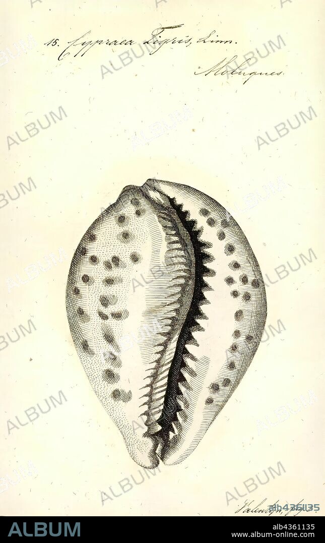 Cypraea tigris, Print, Cypraea tigris, commonly known as the tiger cowrie, is a species of cowry, a large sea snail, a marine gastropod mollusk in the family Cypraeidae, the cowries.