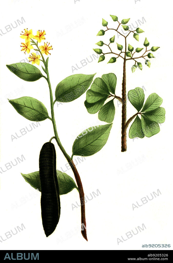 Cassia fistula, Röhren-Kassie oder Röhrenkassie und Cassia lignea, Zimtkassie, Cinnamomum cassia, auch Chinesischer Zimtbaum, Digital retuschierte Illustration aus Phytanthoza iconographica von Johann Wilhelm Weinmann, Maler Bartholomäus Seutter und Kupferstecher Johann Jakob Haid und Johann Elias Ridinger, 1740 / Digitally retouched illustration from Phytanthoza iconographica by Johann Wilhelm Weinmann, painter Bartholomäus Seutter and engravers Johann Jakob Haid and Johann Elias Ridinger, 1740.