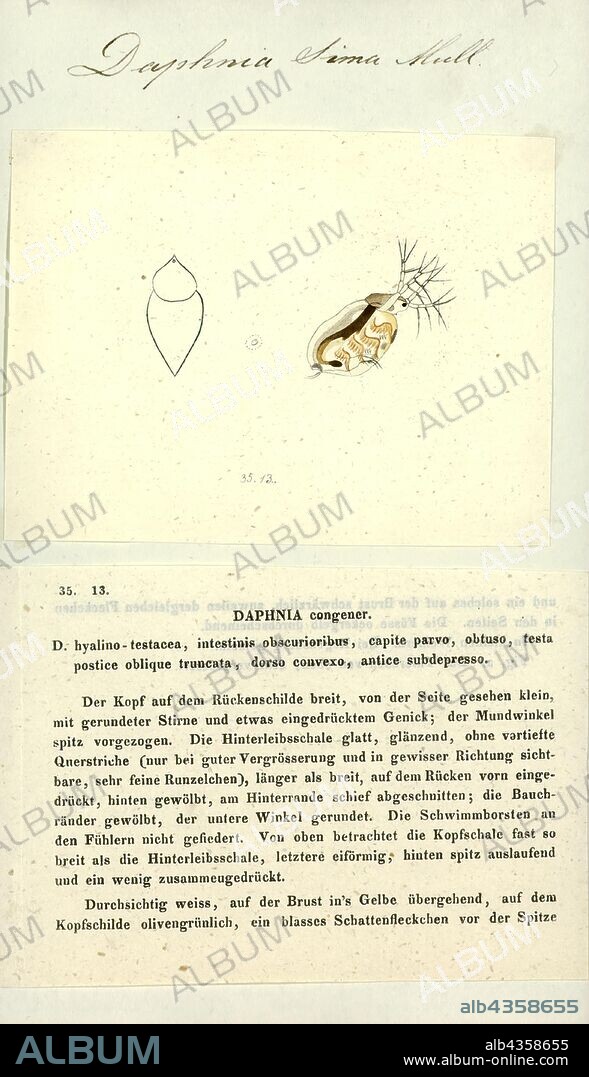 Daphnia sima, Print, Daphnia, a genus of small planktonic crustaceans, are 0.2–5 millimetres (0.01–0.20 in) in length. Daphnia are members of the order Cladocera, and are one of the several small aquatic crustaceans commonly called water fleas because their saltatory (Wiktionary) swimming style resembles the movements of fleas. Daphnia live in various aquatic environments ranging from acidic swamps to freshwater lakes and ponds.