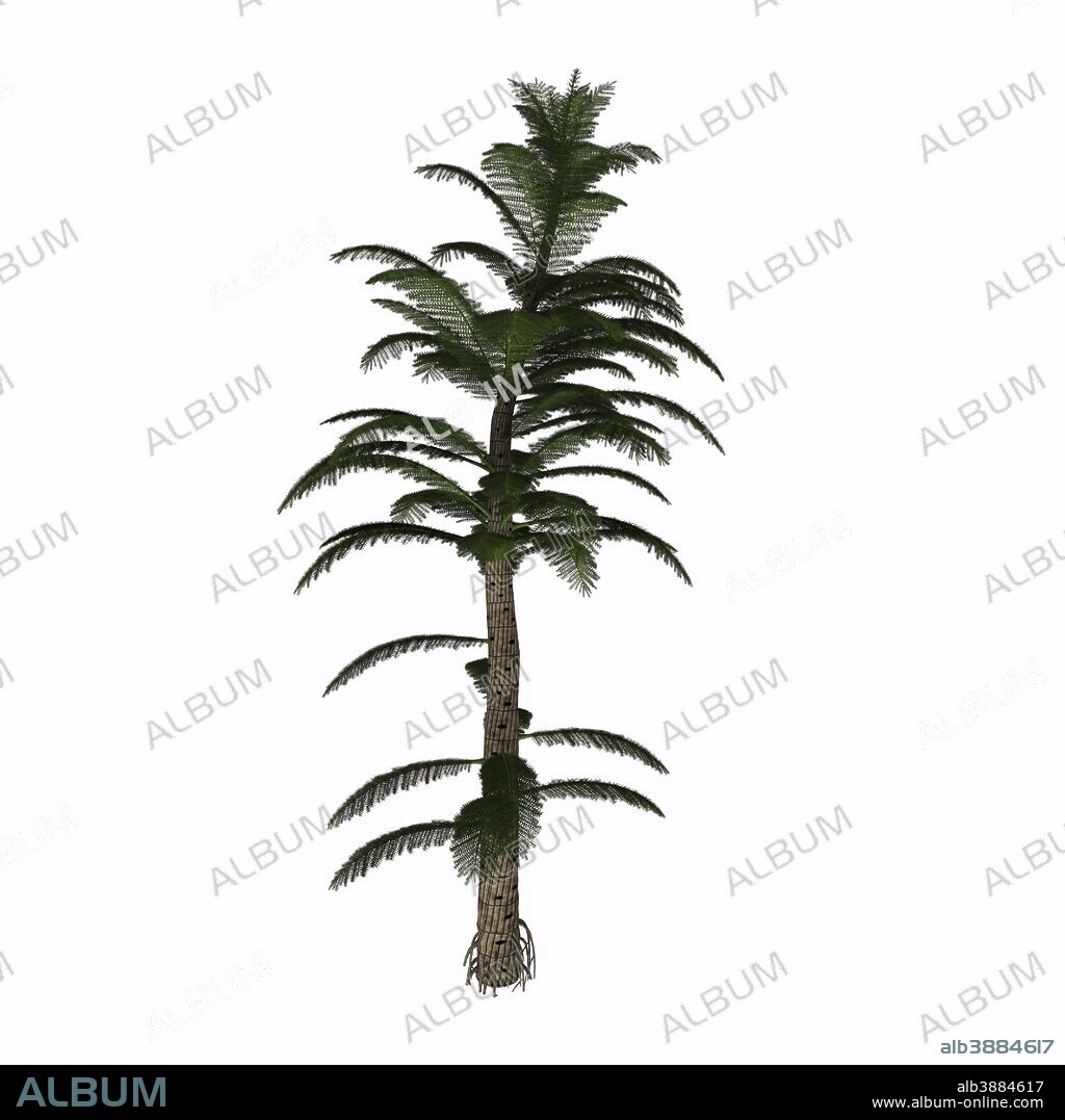 Calamites are a type of horsetail plant that lived in the coal swamps of the Carboniferous Period. They were prehistoric relatives of the modern horse tail, but looked more like a pine tree and grew up to 40 to 100 feet.