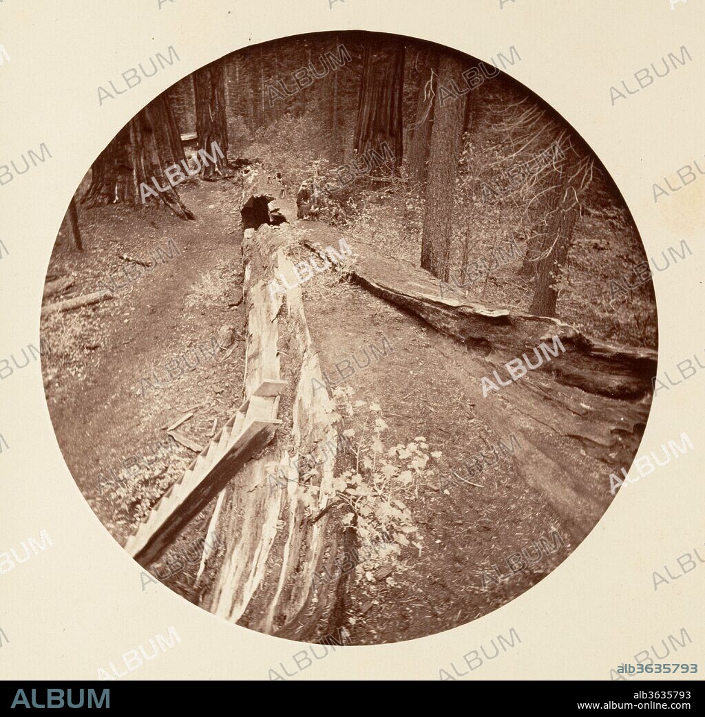 The Father of the Forest 450 Ft Long, C. Grove. Artist: Carleton E. Watkins (American, 1829-1916). Dimensions: Image: 12.5 x 12.5 cm (4 15/16 x 4 15/16 in.), circular
Album page: 24 x 25.1 cm (9 7/16 x 9 7/8 in.). Date: ca. 1878.
This exceptionally rare untitled album features seventy-three circular-format views made seventeen years after Watkins first photographed at Mariposa Grove and Yosemite. Half of the photographs are studies of the great sequoia trees in Calaveras Grove, the other half are landscapes of Yosemite. Watkins used a stereo camera with oversize plates then masked the negatives during the printing process.