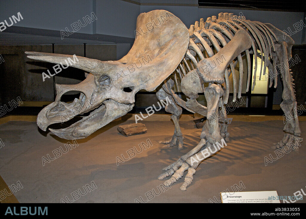 Triceratops horridus skeleton. Triceratops is an extinct genus of herbivorous ceratopsid dinosaur that lived during the late Maastrichtian stage of the Late Cretaceous Period, around 68 to 65 million years ago in what is now North America. It was one of the last dinosaur genera to appear before the great Cretaceous-Tertiary extinction event. Bearing a large bony frill and three horns on its large four-legged body, Triceratops is one of the most recognizable of all dinosaurs. A complete Triceratops skeleton has yet to be found since the introduction of the genus in 1887. The function of their frills and three distinctive facial horns has long inspired debate. Although traditionally viewed as defensive weapons against predators, the latest theories claim.