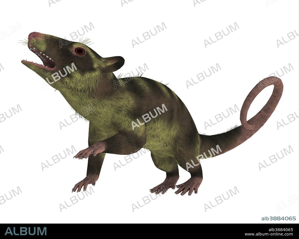 Purgatorius primate on white background. Purgatorius is an example of the first primate that lived in Montana during the Cretaceous Period.