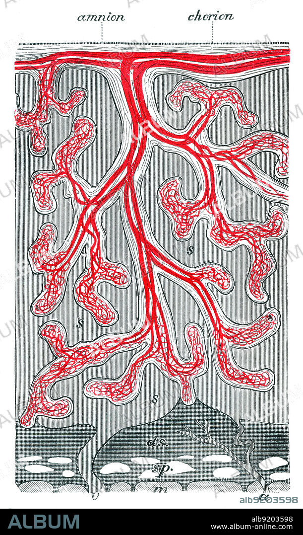 Structure of Placenta