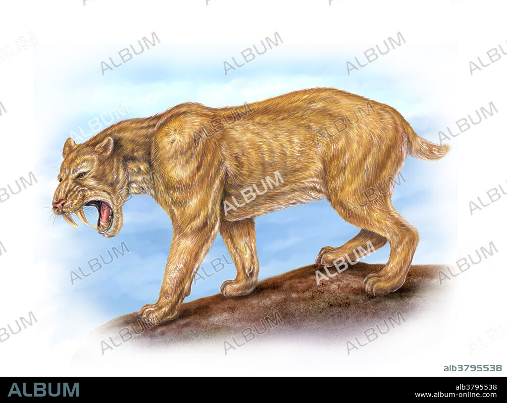 The Smilodon, also known as the saber-toothed cat or saber-toothed tiger, lived during the late Pleistocene (1 mya-10,000 years ago). It used its powerful forelimbs to ambush and capture prey, although its most distinctive feature were the dramatic canines (up to 7 inches long), serrated on the back edges, that it used to stab and slice its victims.