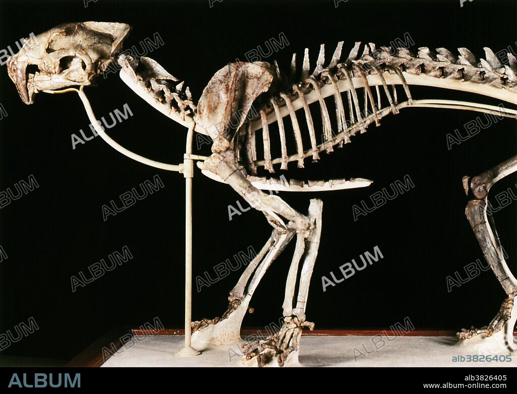 Hoplophoneus primaevus, an early form of saber-toothed mammal related to the true cats, but belonging to a different family, the Nimravidae. Oligocene (ca. 30 million years). South Dakota.