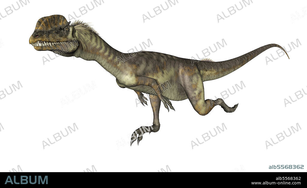 Dilophosaurus dinosaur running, side view isolated on white background.