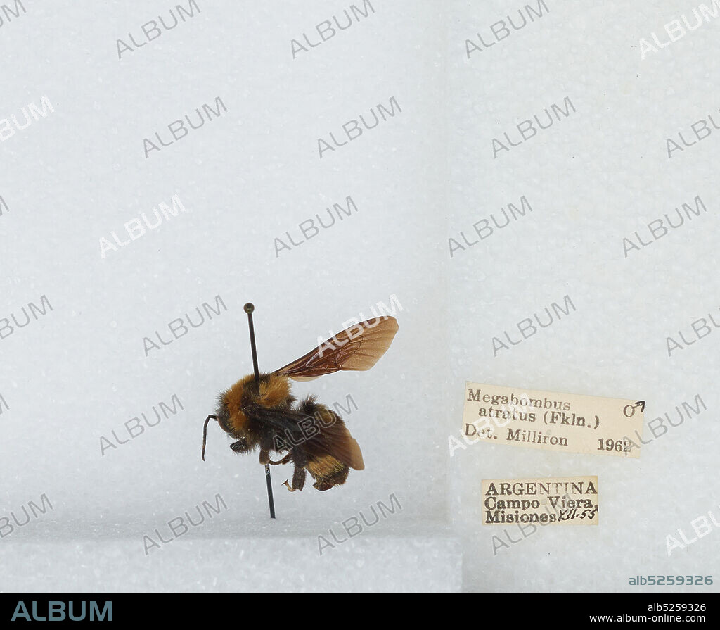 Campo Viera, Misiones, Argentina, Bombus (Fervidobombus) atratus Franklin, 1913, Animalia, Arthropoda, Insecta, Hymenoptera, Apidae, Apinae.