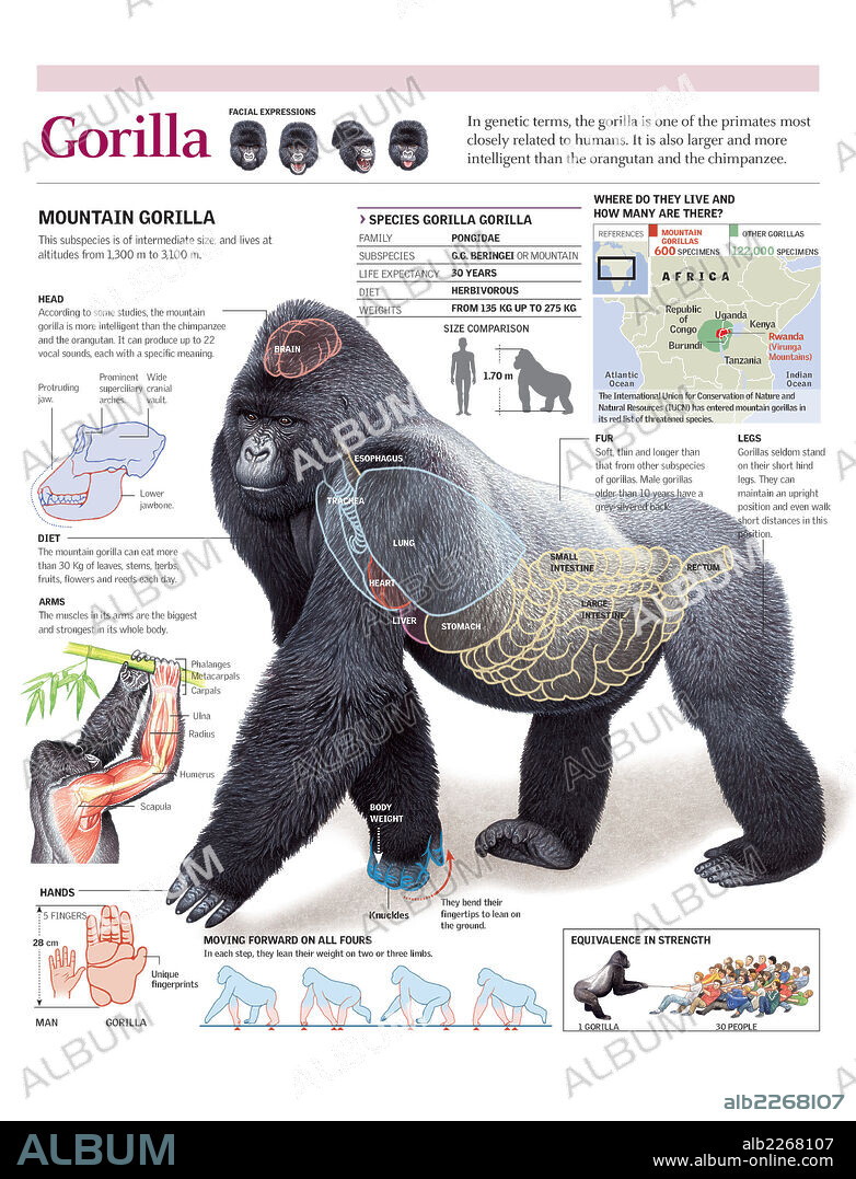 GORILA. Infografía de la anatomía, hábitat y locomoción del gorila de montaña.
