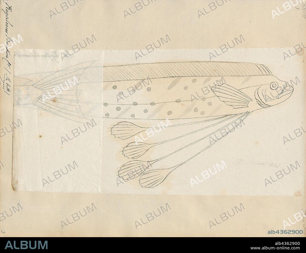 Regalecus banksii, Print, The giant oarfish (Regalecus glesne) is a species of oarfish of the family Regalecidae. It is an oceanodromous species with a worldwide distribution, excluding polar regions. Other common names include Pacific oarfish, king of herrings, ribbonfish, and streamer fish., 1700-1880.