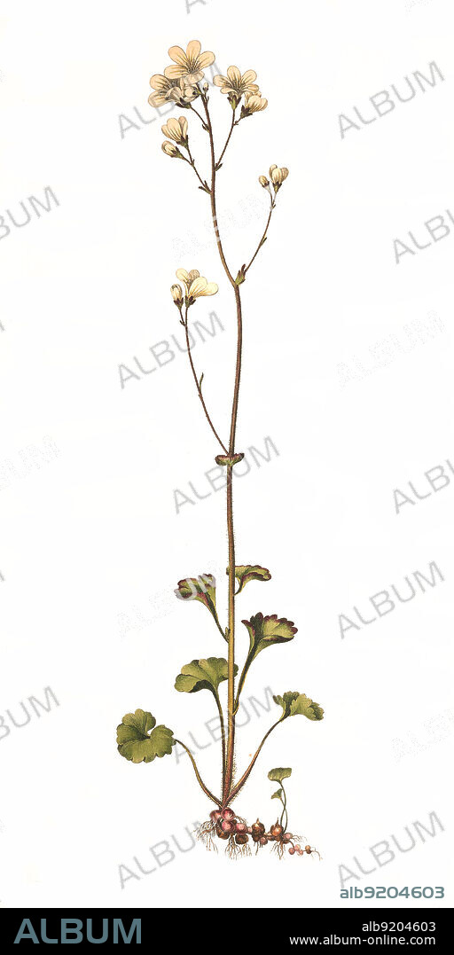 Der Knöllchen-Steinbrech, Saxifraga granulata, auch Körner- oder Körnchen-Steinbrech und Weißer Steinbrech genannt, ist eine europäische Pflanzenart, die zur Gattung Steinbrech (Saxifraga) in der Familie der Steinbrechgewächse / Saxifraga granulata, commonly called meadow saxifrage.
