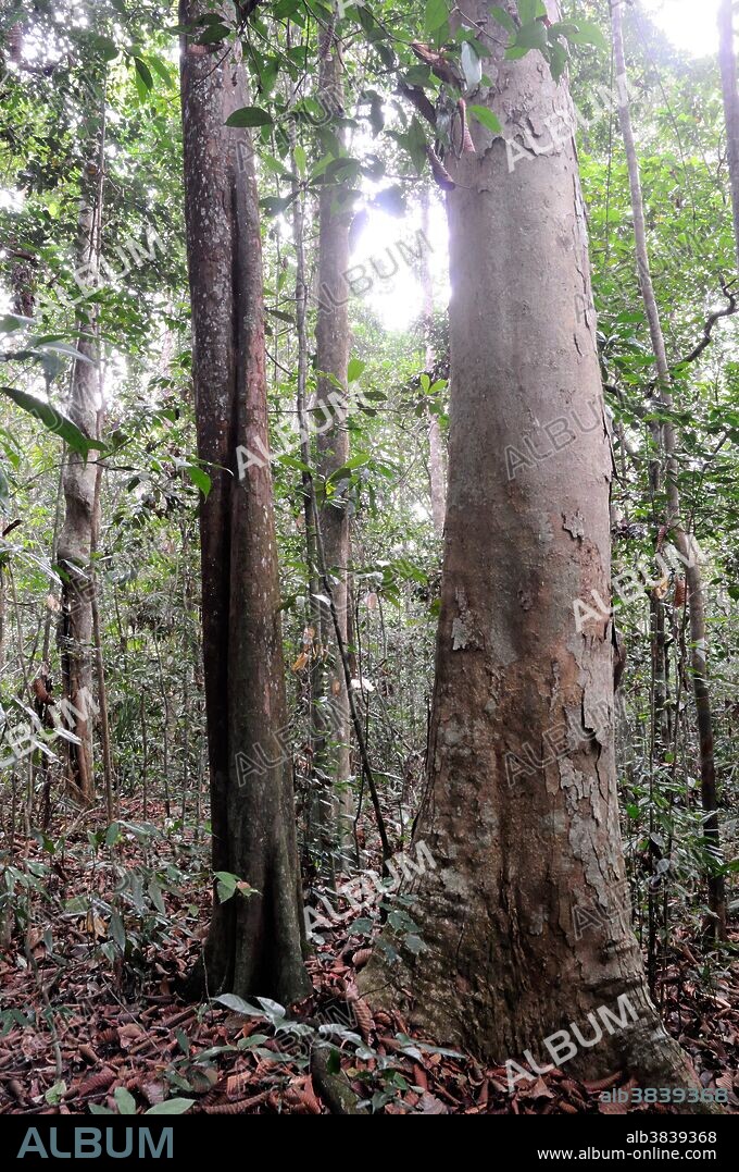 Lowland rainforest with the endemic and endangered dipterocarp Dipterocarpus zeylanicus, Hiyare, Sri Lanka.
