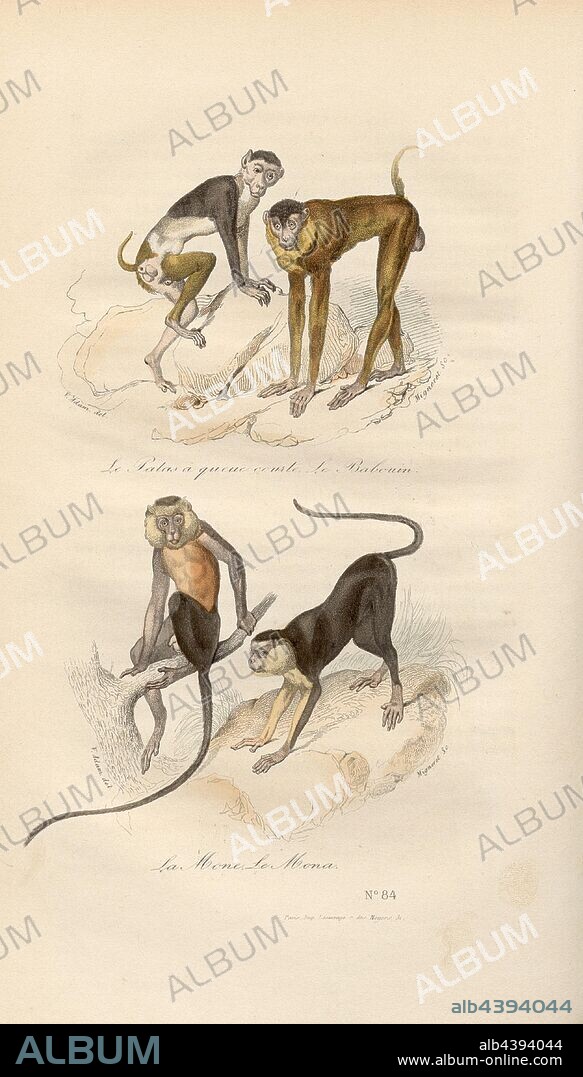 Short-tailed Patas, Baboon and Mone, Mona, Monkeys, Signed: V. Adam del, Migneret sc, Fig. 6, no. 84, according to p. 90, Adam, Victor (del.); Migneret (sc.), 1855, Georges Louis Le Clerc de Buffon, Pierre Flourens: Oeuvres complètes de Buffon avec la nomenclature Linnéenne et la classification de Cuvier. Tome 4. Paris: Garnier frères, [1855].