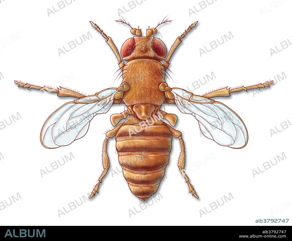 An illustration of a fruit fly with vestigial wings that result from a recessive mutation that prevents normal wing development. Fruit flies, also known as Drosophila melanogaster, are common household pests, yet are often used by researchers to study genetics, physiology, pathology, and evolution.