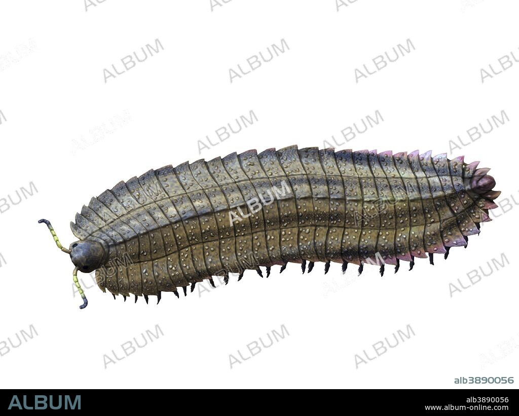 Arthropleura armata is an extinct millipede from the Late Carboniferous of Europe.