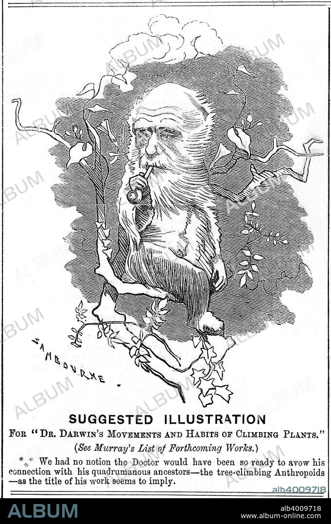 Charles Darwin, English naturalist, 1875. Darwin (1809-1882) was employed as naturalist on HMS Beagle from 1831-1836. He first made his name as a geologist, but is remembered for his momentous contributions to biology - primarily his demonstration that evolution has occurred and his discovery of the principle of natural selection of heritable variation as the cause of evolution. His famous book Origin of Species was published in 1859. In this cartoon from Punch, Darwin is portrayed with his head superimposed on the body of a monkey, referring to the controversy raging at the time over Darwin's theory that man is descended from apes. It also refers to his The Movement and Habits of Climbing Plants, published in 1875, which was an expansion of a paper which appeared in the Journal of the Linnean Society in 1865.