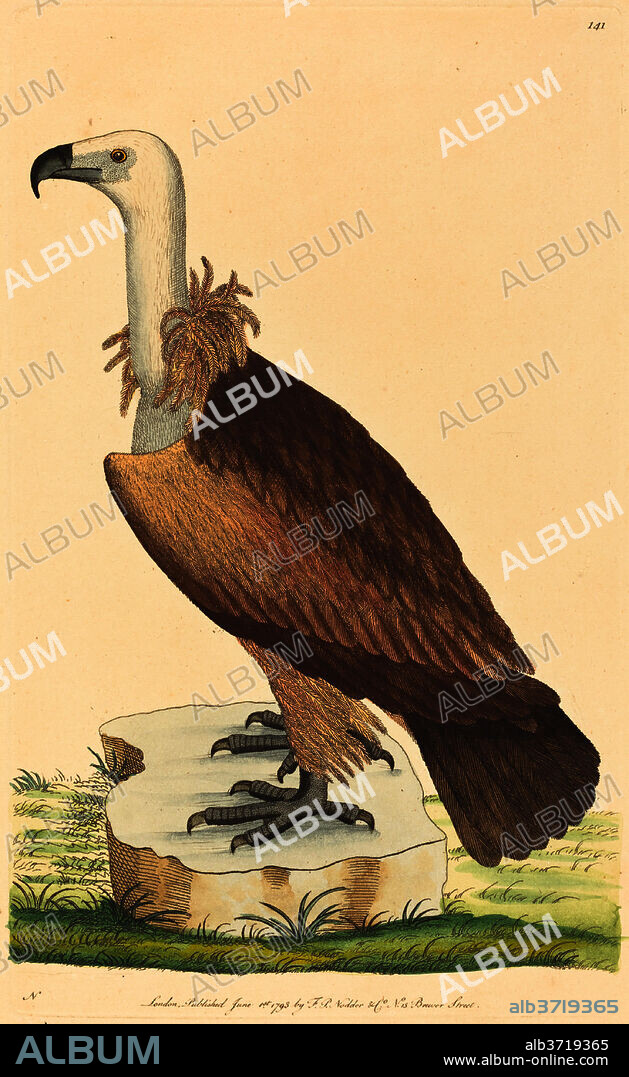 BRITISH 18TH CENTURY. The Alpine Vulture. Dated: 1793. Medium: hand-colored etching.