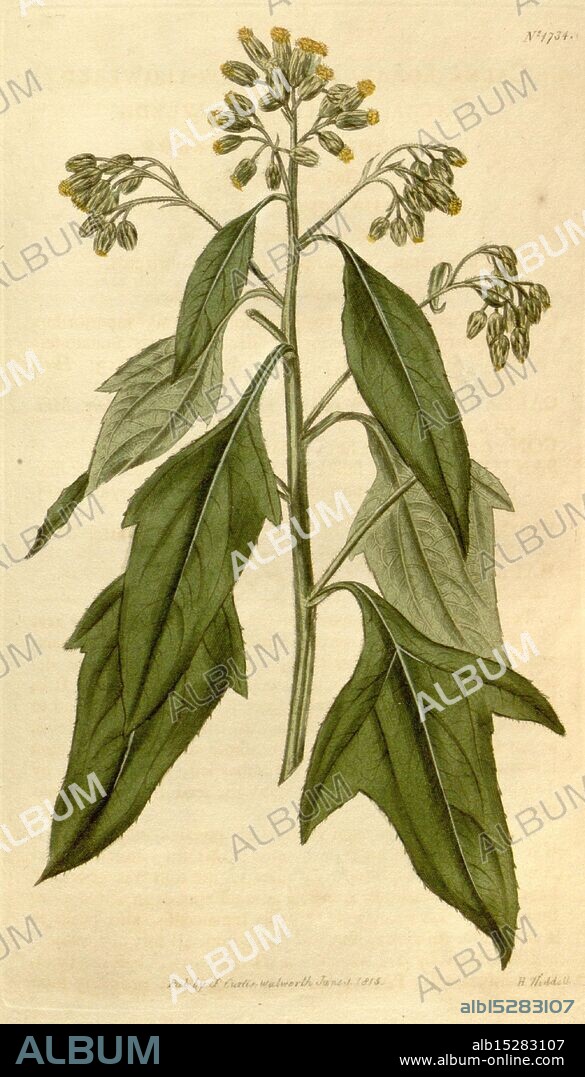 Curtis's Botanical Magazine London New York Botanical Illustration Botany Periodicals Pictorial Works Plants Ornamental Curtis Calea Lobata Neurolaena Lobata Taxonomy: Family= Asteraceae Jamaica, A botanical illustration featuring a plant with elongated, pointed leaves and clusters of small yellowish flowers at the top. The leaves exhibit a prominent central vein, with a slightly wavy margin, providing a textured appearance. The stem is upright, supporting the flowering blooms, which emerge from the leaf axils. This depiction highlights the intricate details of the leaves and flowers, showcasing the plant's natural beauty and characteristics.