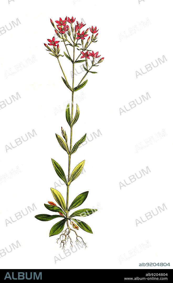 Echtes Tausendgüldenkraut, Centaurium erythraea, auch Kopfiges Tausendgüldenkraut / Centaurium erythraea is a species of flowering plant in the gentian family known by the common names common centaury and European centaury, Historisch, historical, digital improved reproduction of an original from the 19th century / digital restaurierte Reproduktion einer Originalvorlage aus dem 19. Jahrhundert, genaues Originaldatum nicht bekannt.