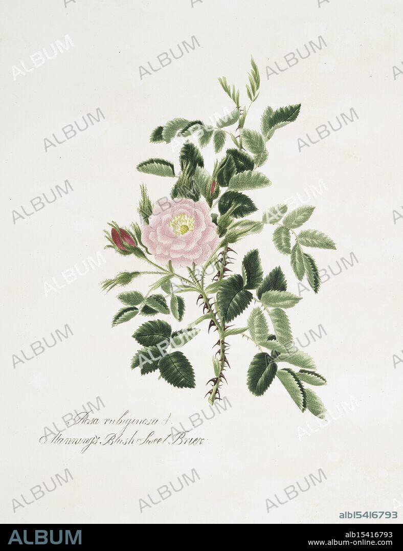 Rosa rubiginosa = Manning's blush sweet brier. Sweet Briar rose, 1799, Date Issued: 1799, Place: London, Publisher: Published by Miss Lawrance, Leaves, Flowers, Botany, Roses, Etchings, Extent: 33 x 28 cm., Briar's tender petals, Blushing soft, like morning dew, Sweetness in its form.