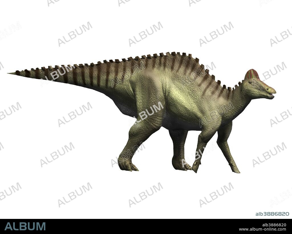 Hypacrosaurus dinosaur, white background.