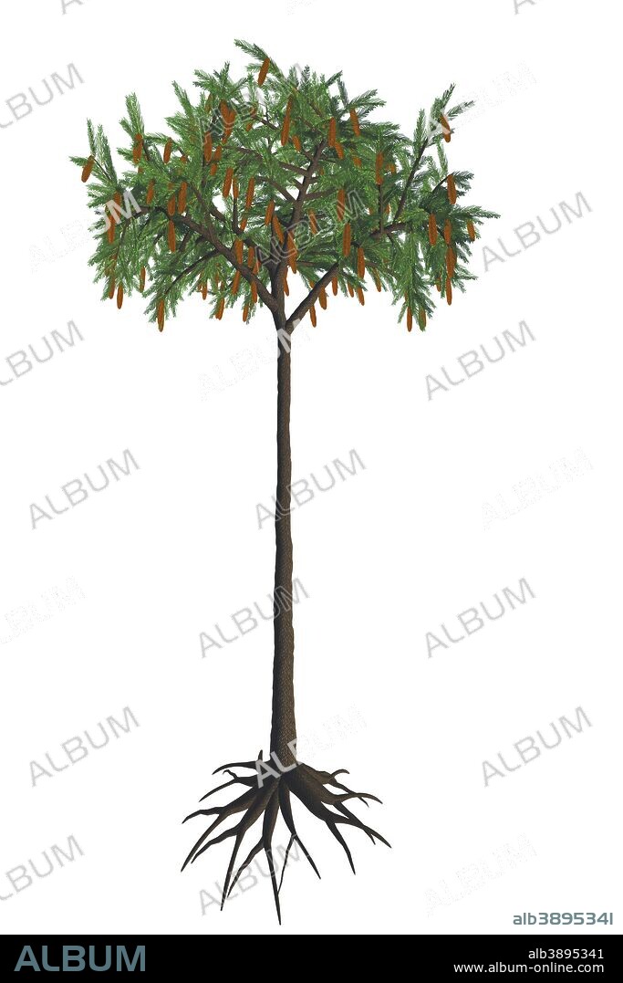 Lepidodendron tree on white background. Lepidodendron was a giant lycopod tree that formed the huge forests of the Carboniferous to Permian Periods.