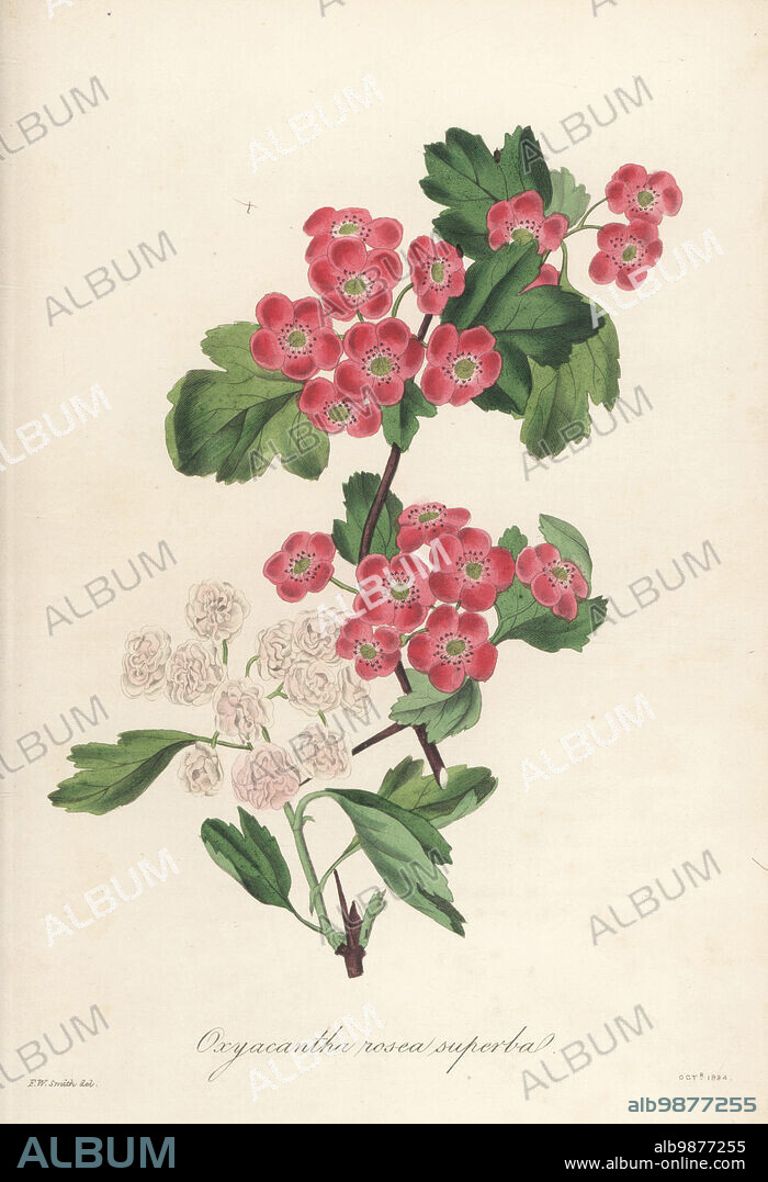 Flowering hawthorn, Oxycantha rosea superba (ambiguous). Raised by Mr. Malcolm of Kensington Nursery. Deep rose-coloured flowering hawthorn, Crataegus oxyacantha var. rosea. Handcoloured engraving after a botanical illustration by Frederick William Smith from Joseph Paxtons Magazine of Botany, and Register of Flowering Plants, Volume 1, Orr and Smith, London, 1834.