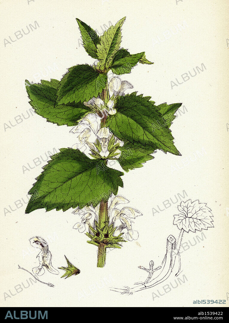 Lamium album; White Dead-nettle.