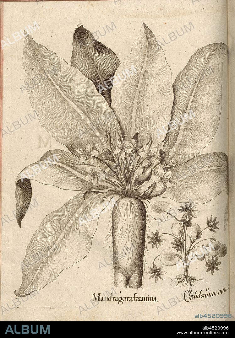 Mandragora a woman is, the less Chelid, Mandrake, Figwort, Copperplate, S. 280, Besler, Basilius; Jungermann, Ludwig, 1713, Basilius Besler: Hortus Eystettensis (...). Nürnberg, 1713.