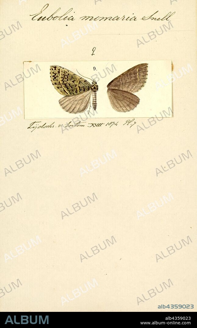 Eubolia, Print, Eubolia is a genus of moths in the family Geometridae.