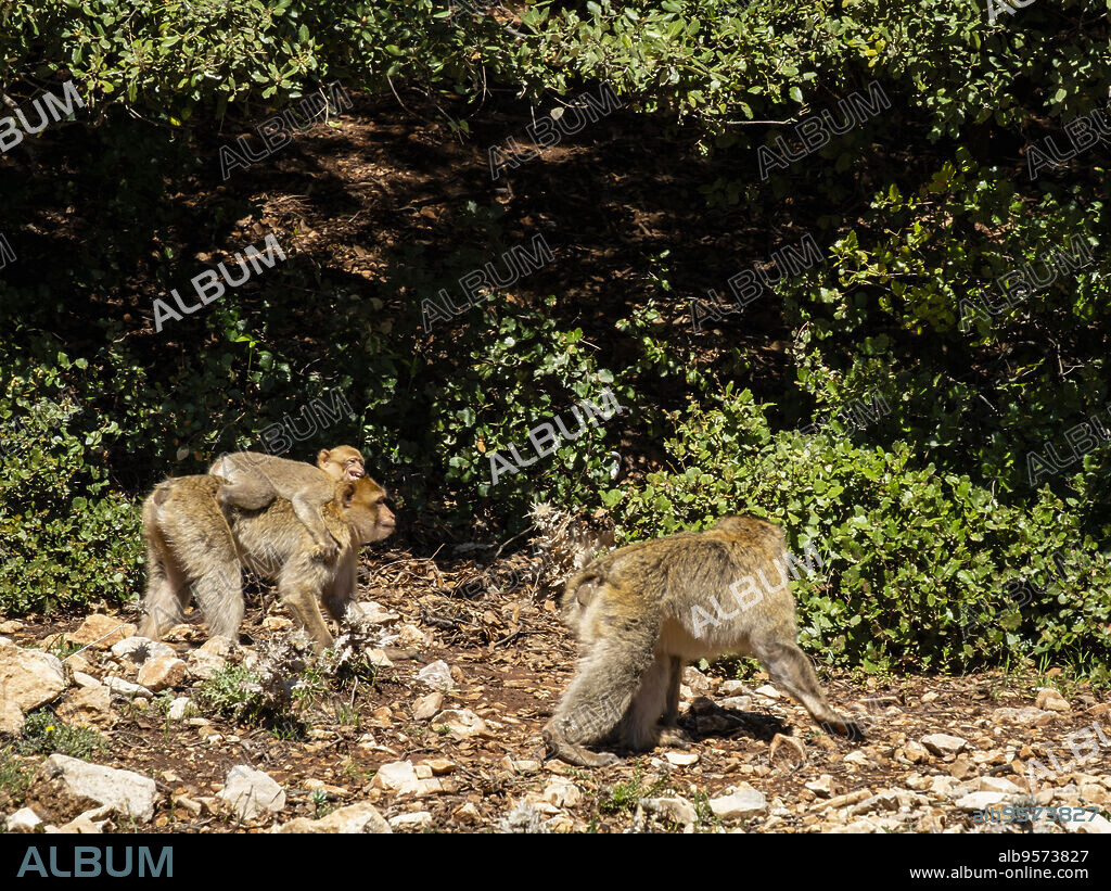 macaco de Berbería, Macaca sylvanus, Ouiouane, provincia de Khénifra, Marruecos, Africa.