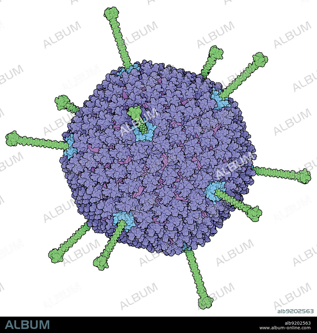 Molecular model from X-ray diffraction data (PDB ID: 1vsz and 1qiu) of a single adenovirus particle. Adenoviruses are DNA-containing viruses that cause mild infections of the airways and intestines in humans and animals. Symptoms are often similar to the common cold and include sore throat, sneezing, headache, cough and fever. Adenovirus infections can also lead to bronchitis, pneumonia, diarrhea and pink eye (conjunctivitis). Modified forms of the virus are being developed to treat genetic diseases, fight cancer, and deliver vaccines. Width of image is approximately 113 nm. Supplied by RCSB Protein Data Bank courtesy of Wellcome Images.