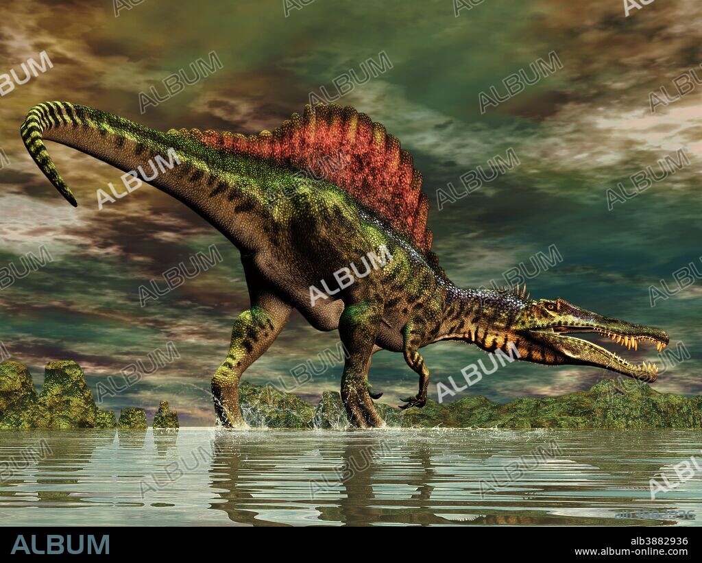Spinosaurus was a large theropod dinosaur which lived in what is now North Africa, from the Cretaceous period, about 112 to 97 million years ago.