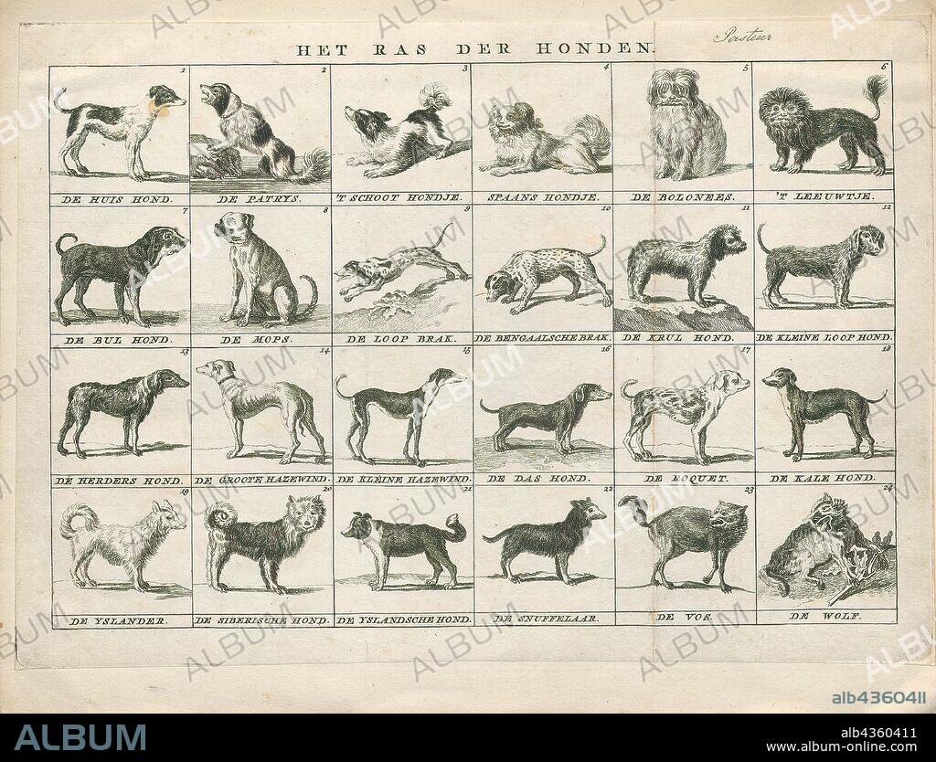 Canis lupus familiaris, Print, The domestic dog (Canis lupus familiaris when considered a subspecies of the wolf or Canis familiaris when considered a distinct species) is a member of the genus Canis (canines), which forms part of the wolf-like canids, and is the most widely abundant terrestrial carnivore. The dog and the extant gray wolf are sister taxa as modern wolves are not closely related to the wolves that were first domesticated, which implies that the direct ancestor of the dog is extinct. The dog was the first species to be domesticated and has been selectively bred over millennia for various behaviors, sensory capabilities, and physical attributes., 1700-1880.