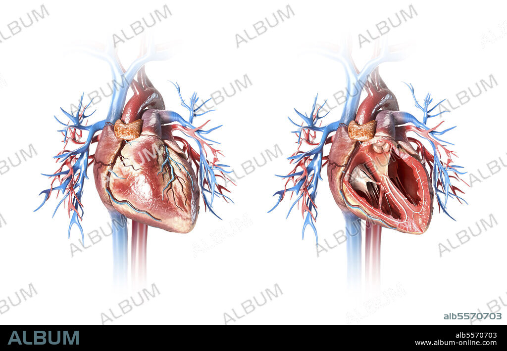 Human heart cross-section view and non-cut view, with vessels. Close-up on white background.